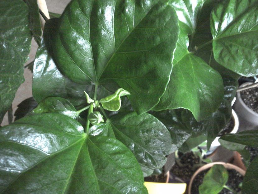 WIN_20170226_150311 - Tahitian Midnight Magic