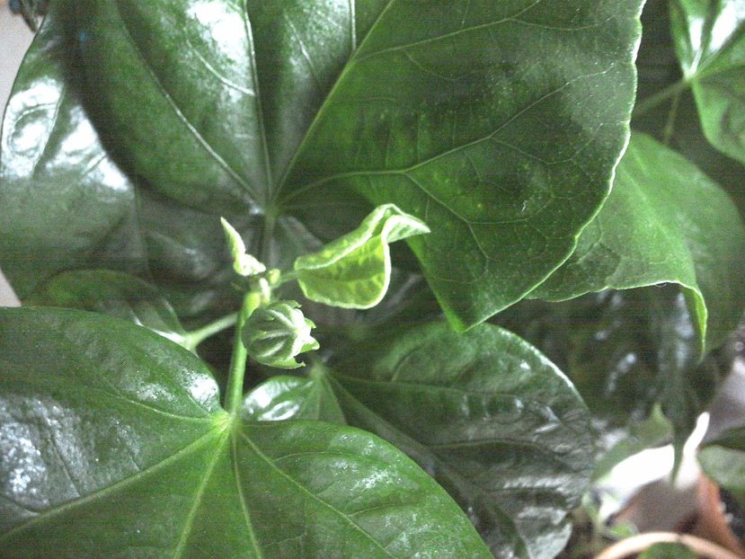 WIN_20170226_150325 - Tahitian Midnight Magic