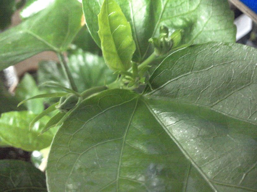 WIN_20170226_145733 - Moorea Mangy