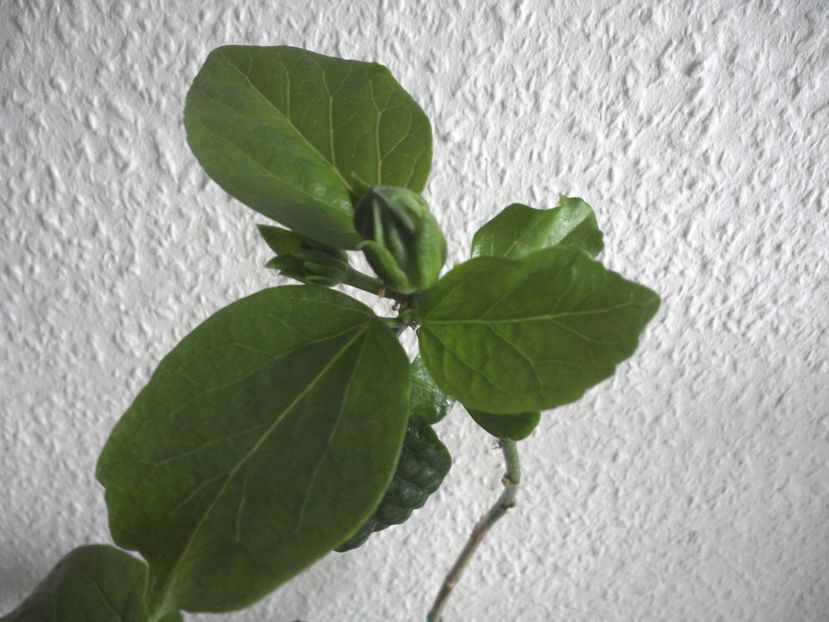 WIN_20170226_145519 - Indian Divine Grace