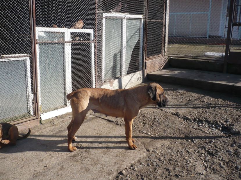  - CAINII MEI DE PAZA