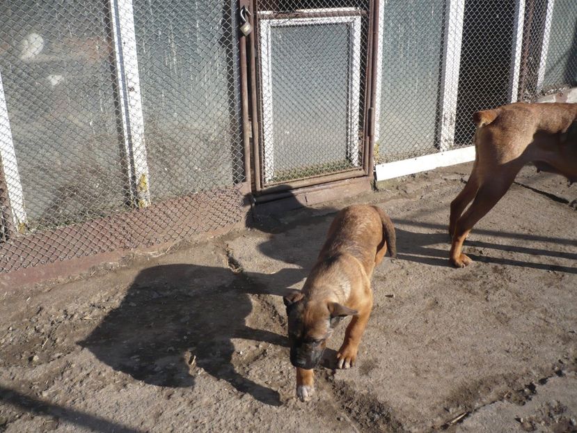  - CAINII MEI DE PAZA