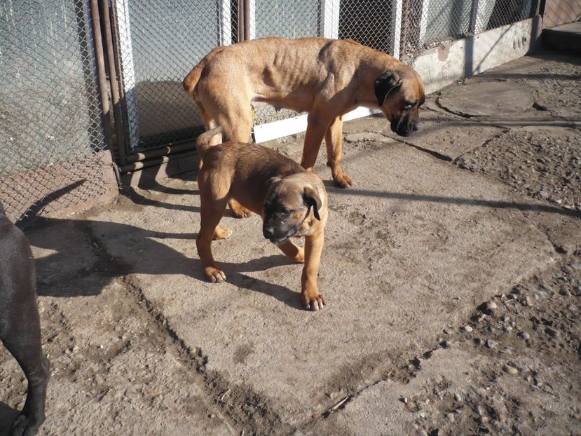  - CAINII MEI DE PAZA