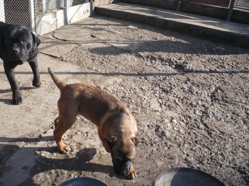  - CAINII MEI DE PAZA