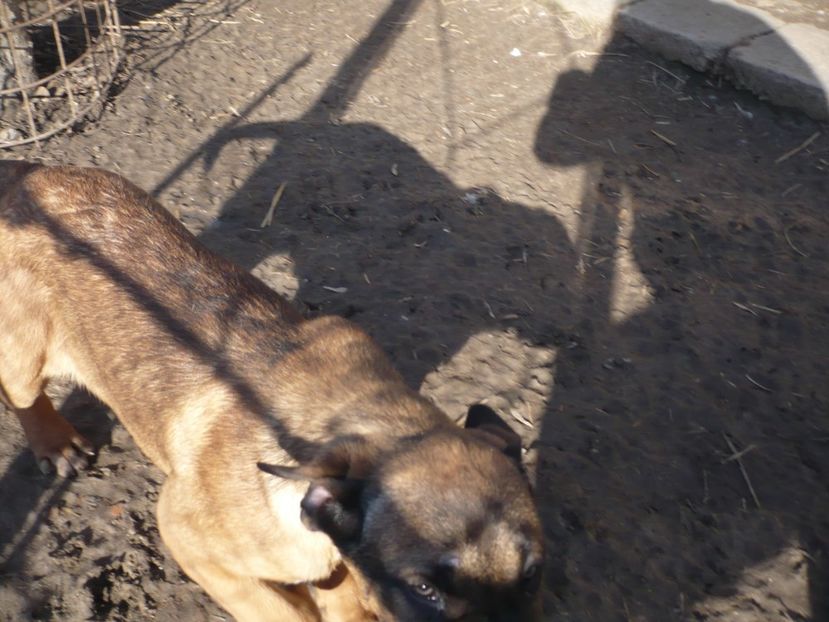  - CAINII MEI DE PAZA