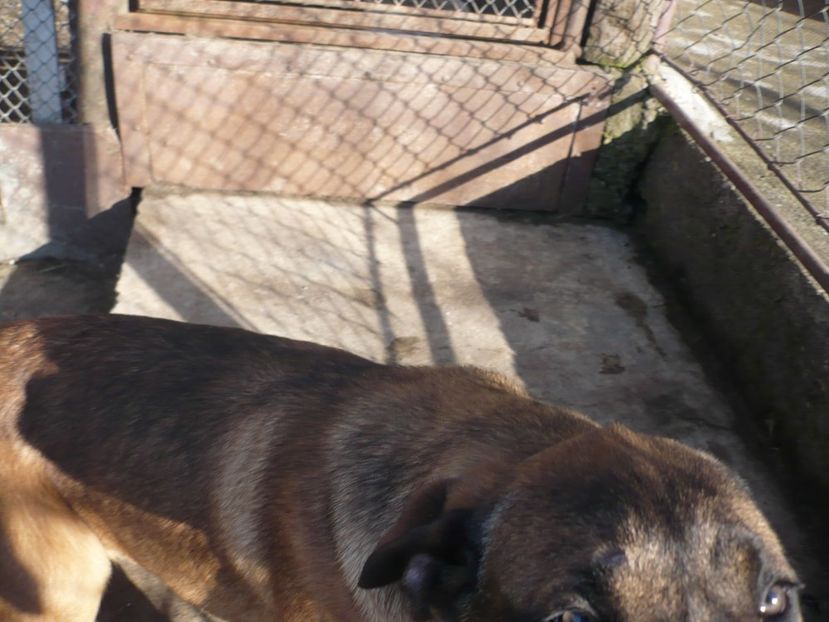  - CAINII MEI DE PAZA