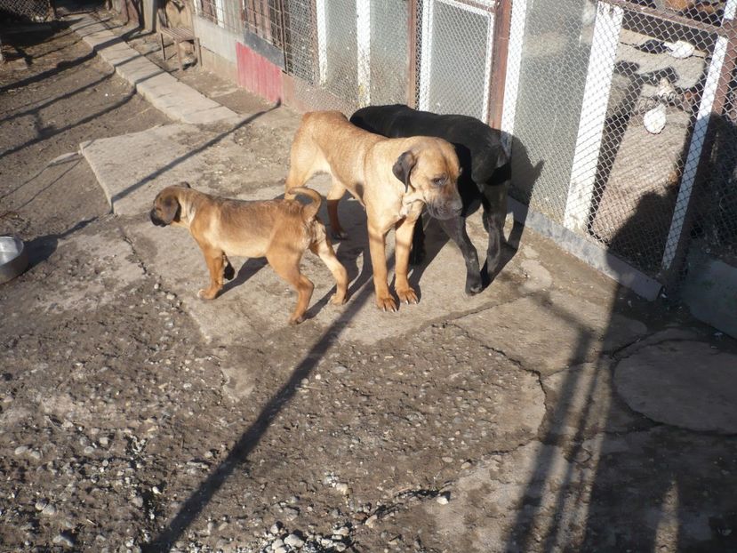  - CAINII MEI DE PAZA