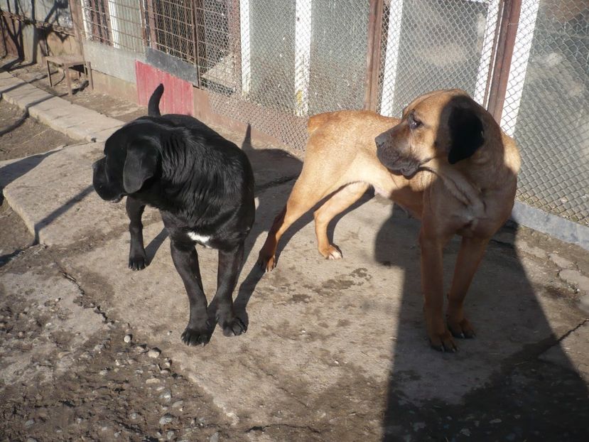  - CAINII MEI DE PAZA