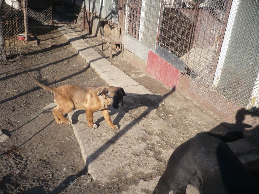  - CAINII MEI DE PAZA