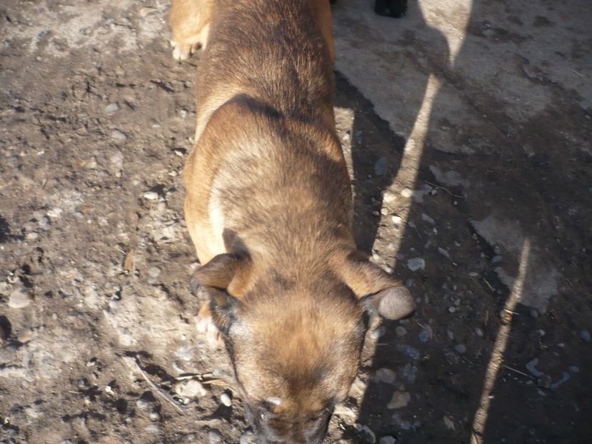  - CAINII MEI DE PAZA