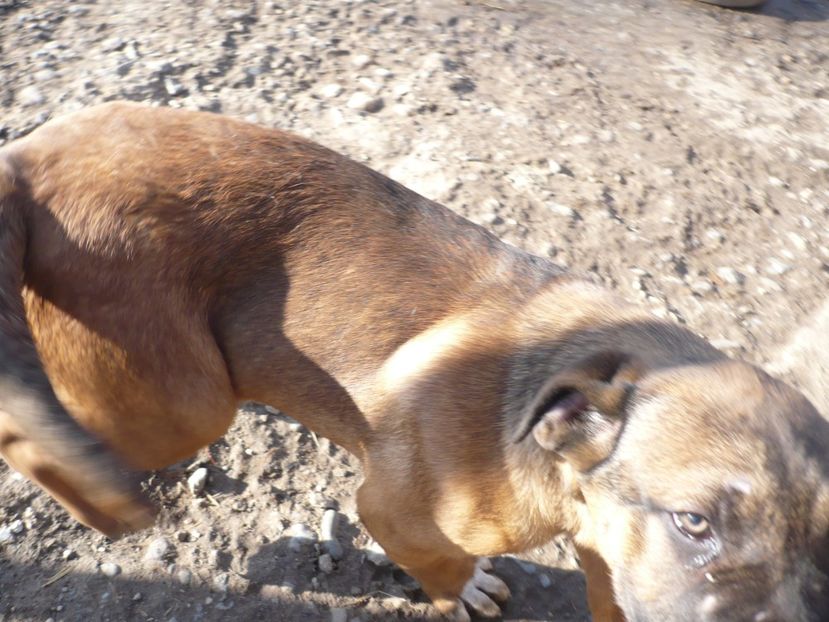  - CAINII MEI DE PAZA