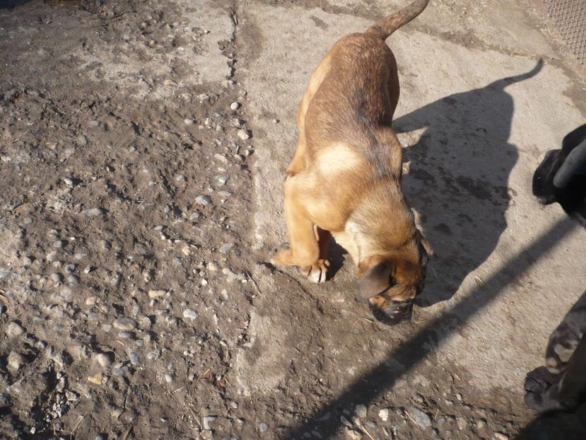  - CAINII MEI DE PAZA