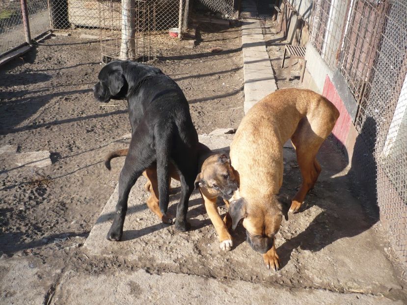  - CAINII MEI DE PAZA