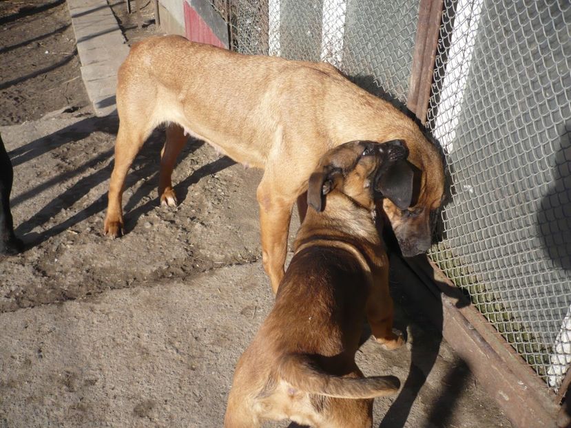  - CAINII MEI DE PAZA