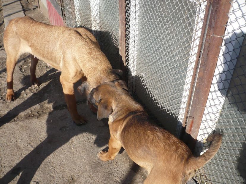  - CAINII MEI DE PAZA