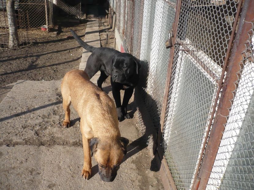  - CAINII MEI DE PAZA