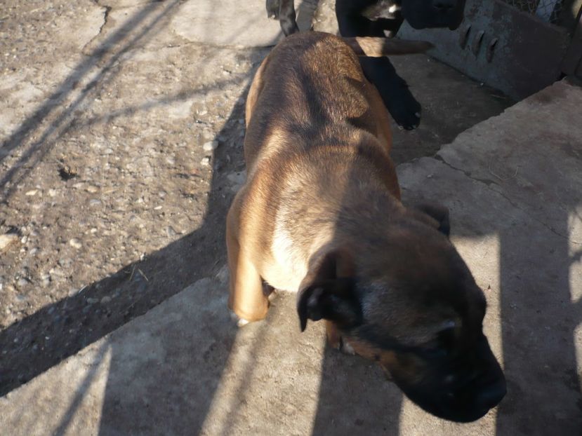  - CAINII MEI DE PAZA