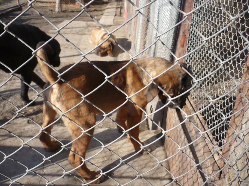  - CAINII MEI DE PAZA