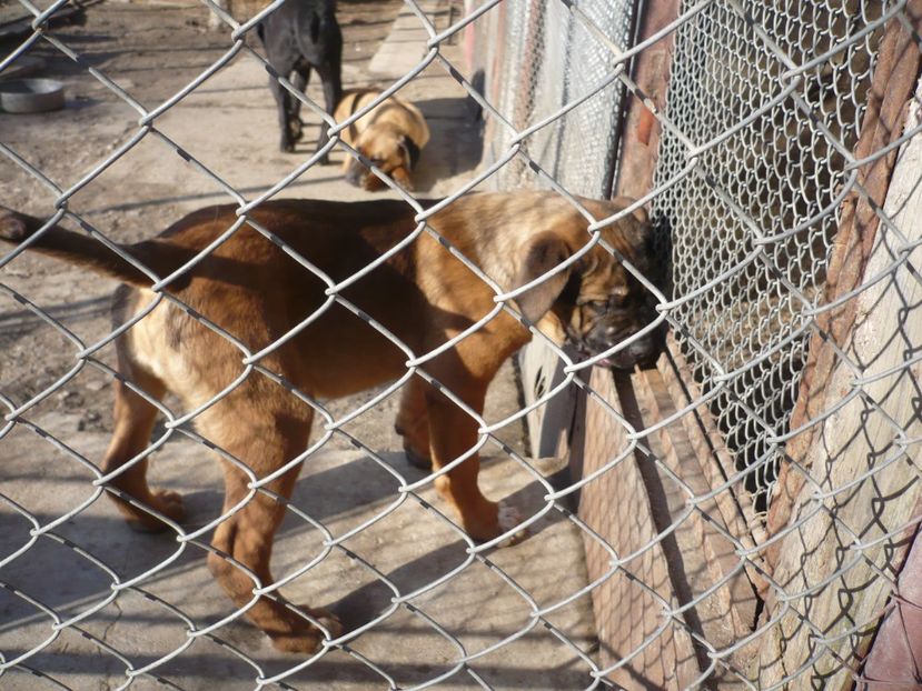  - CAINII MEI DE PAZA