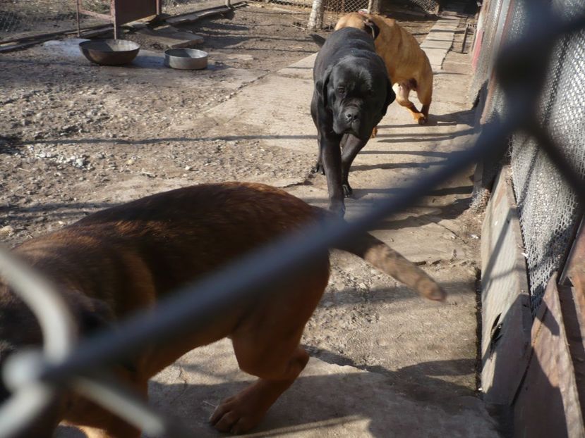  - CAINII MEI DE PAZA