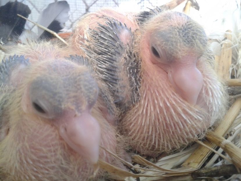 puii 20 17 - porumbei galateni