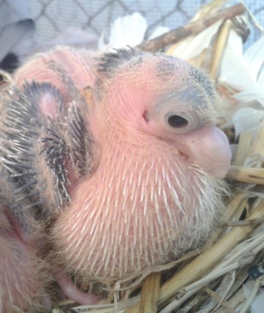 20170226_132807-1 - porumbei galateni