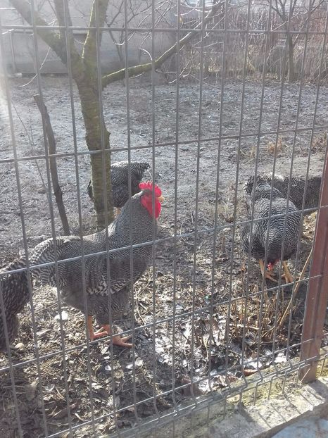  - PLYMOUTH ROCK-BARAT 2016-2017