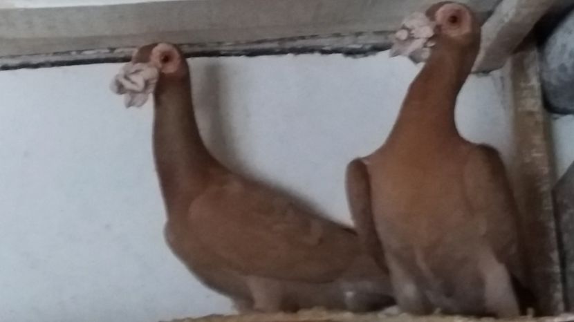  - CONTACT 0733561701