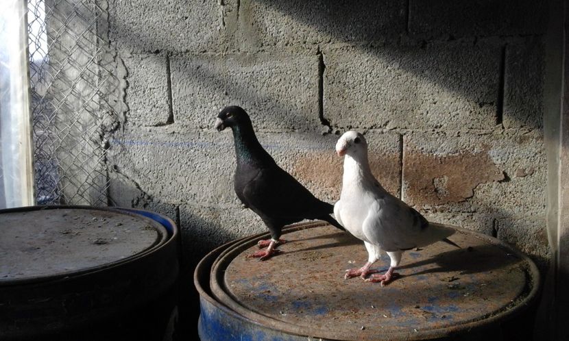  - Voiajori germani de vanzare