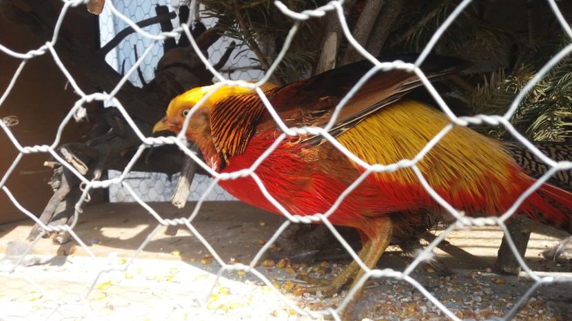  - fazani auriu pe rosu 2017