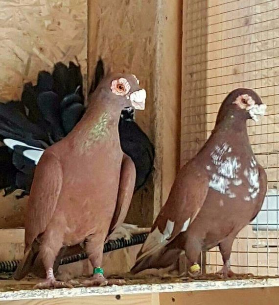  - 23_CARUNCULATI DE ORADEA MATCA-2021