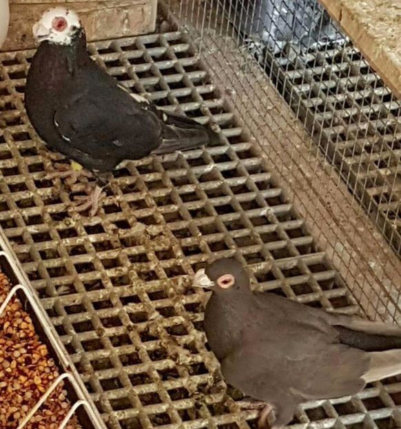  - 23_CARUNCULATI DE ORADEA MATCA-2021