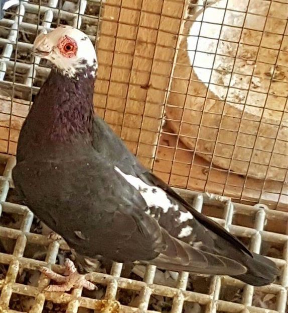  - 23_CARUNCULATI DE ORADEA MATCA-2021