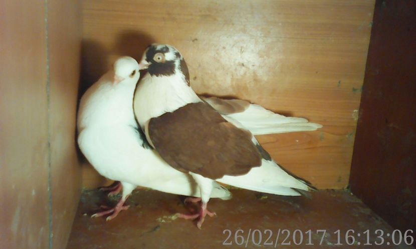  - galateni matca 2017