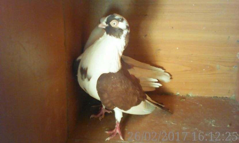  - galateni matca 2017