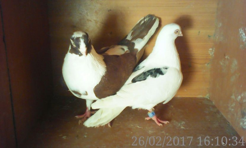  - galateni matca 2017