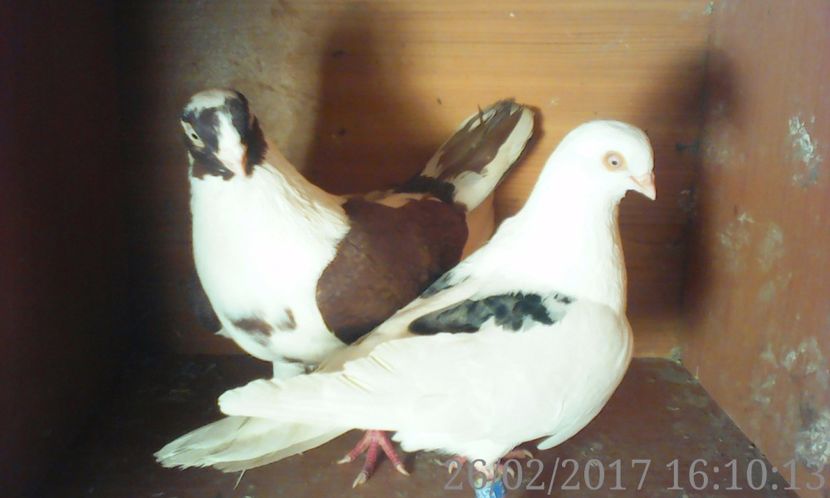  - galateni matca 2017