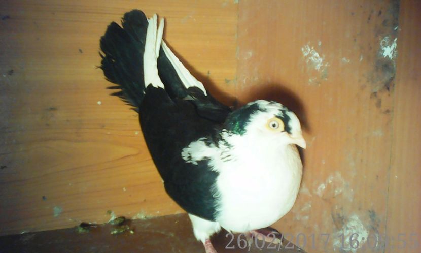  - galateni matca 2017