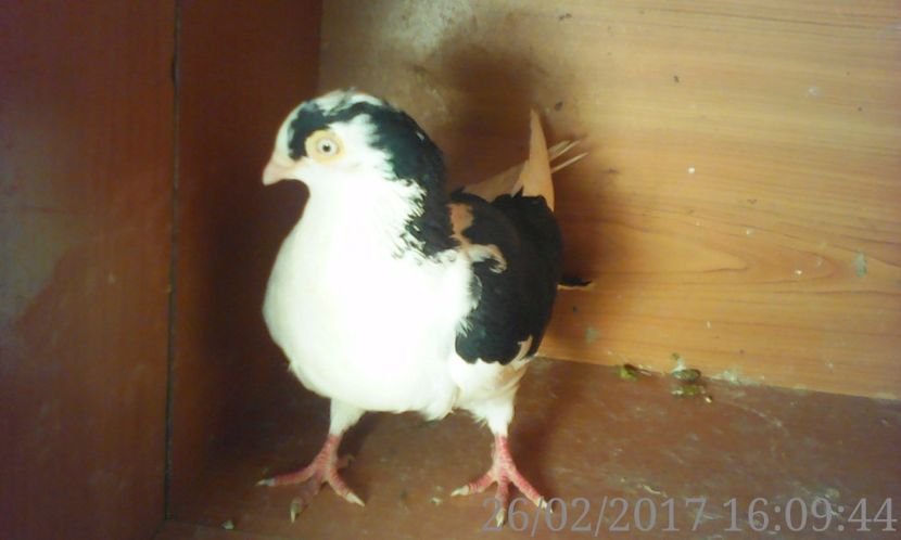  - galateni matca 2017