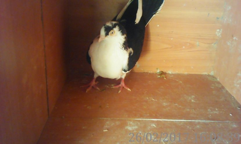  - galateni matca 2017