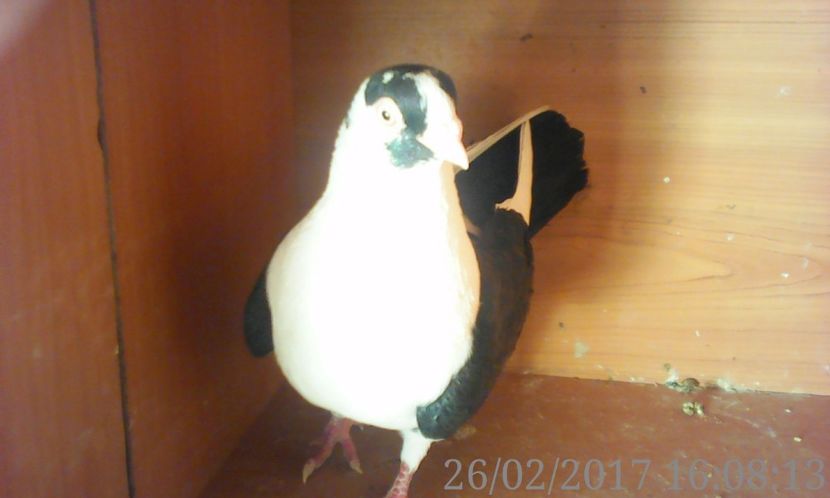  - galateni matca 2017