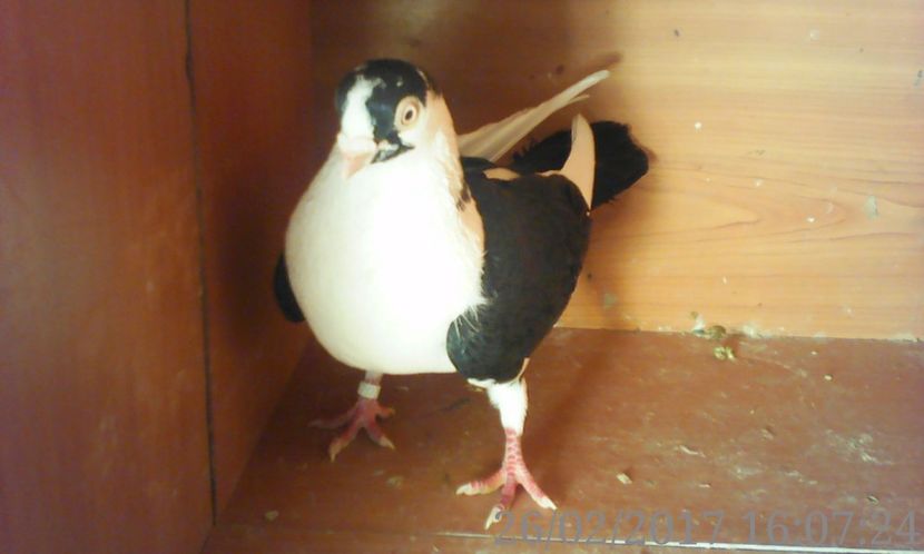  - galateni matca 2017