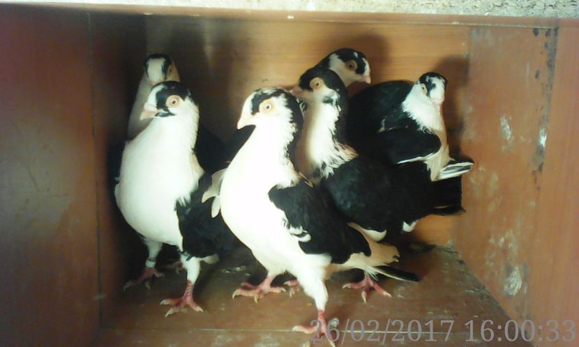  - galateni matca 2017