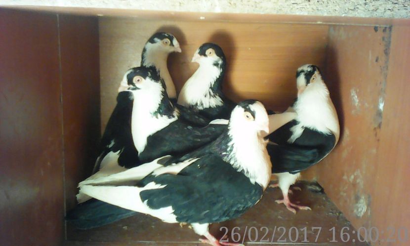  - galateni matca 2017