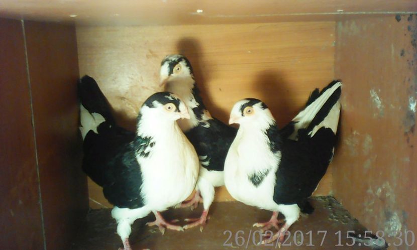  - galateni matca 2017