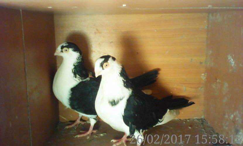  - galateni matca 2017