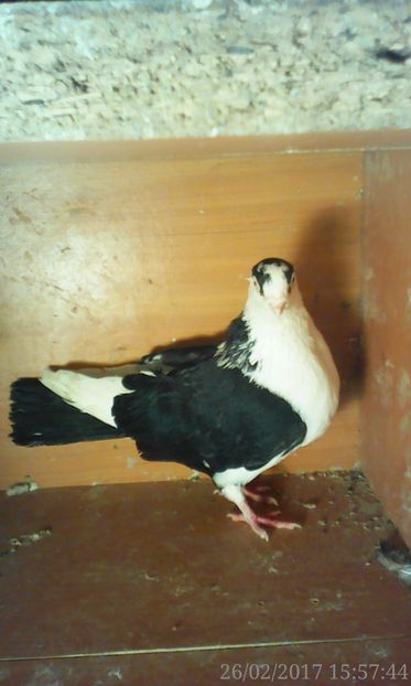  - galateni matca 2017