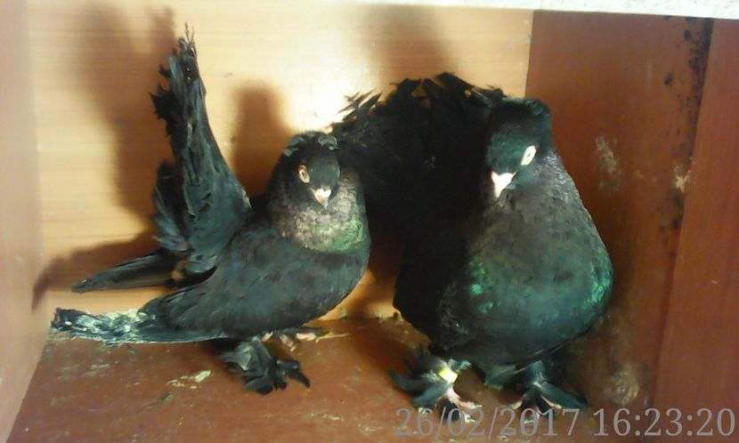  - tremurator de rostow