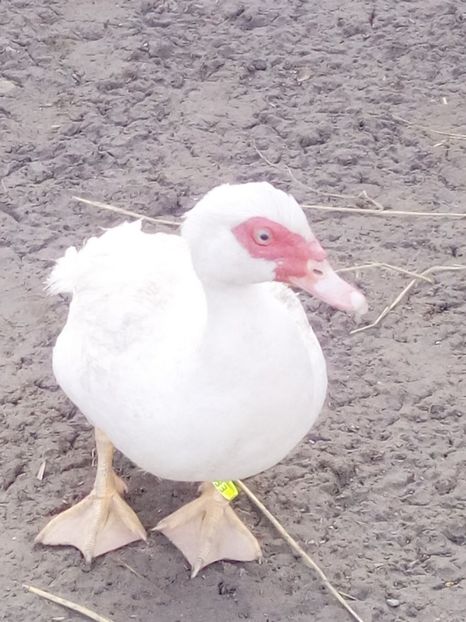  - Rate mute matca 2017