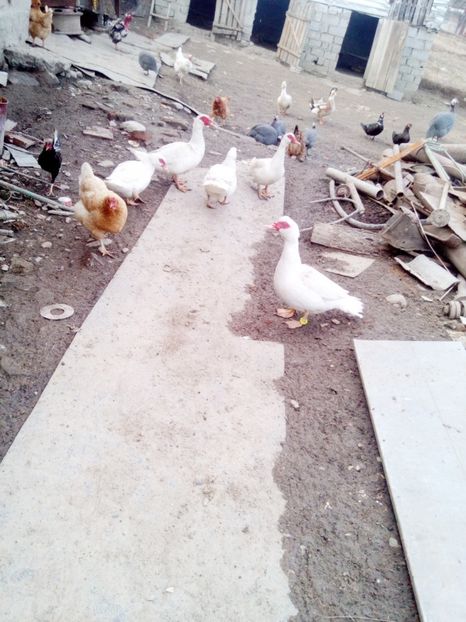  - Rate mute matca 2017